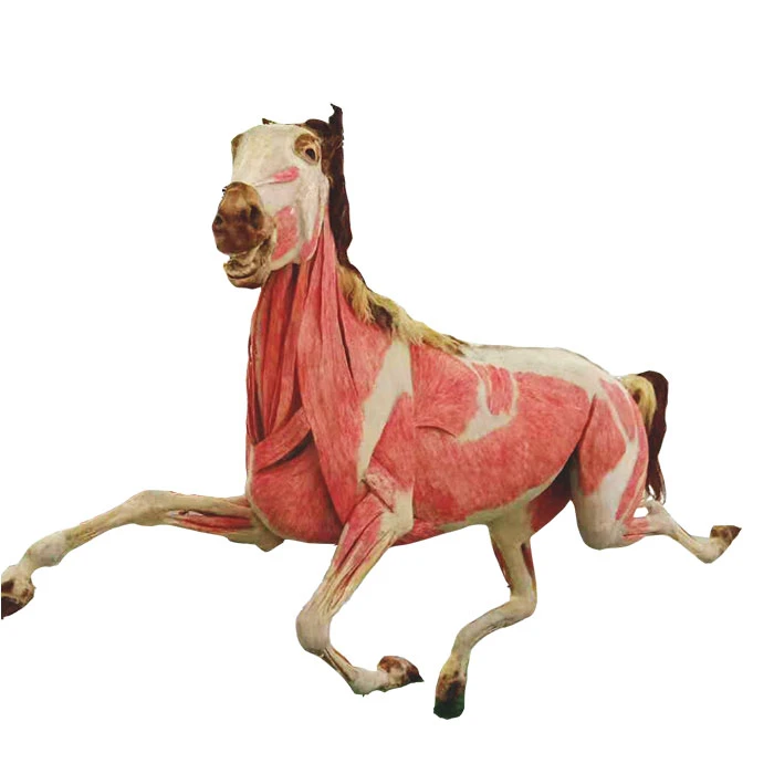 plastination-horse-2