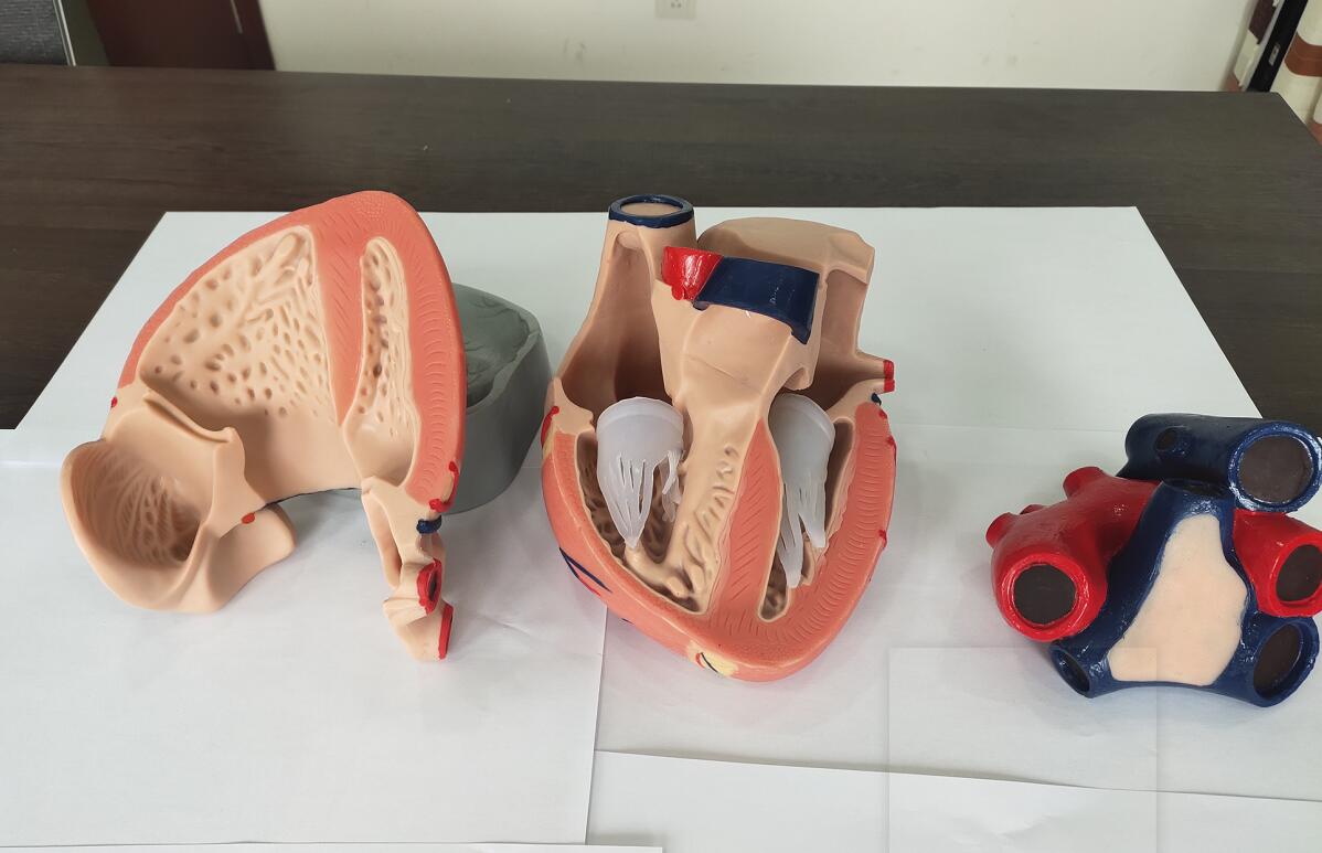soft silicone anatomy model