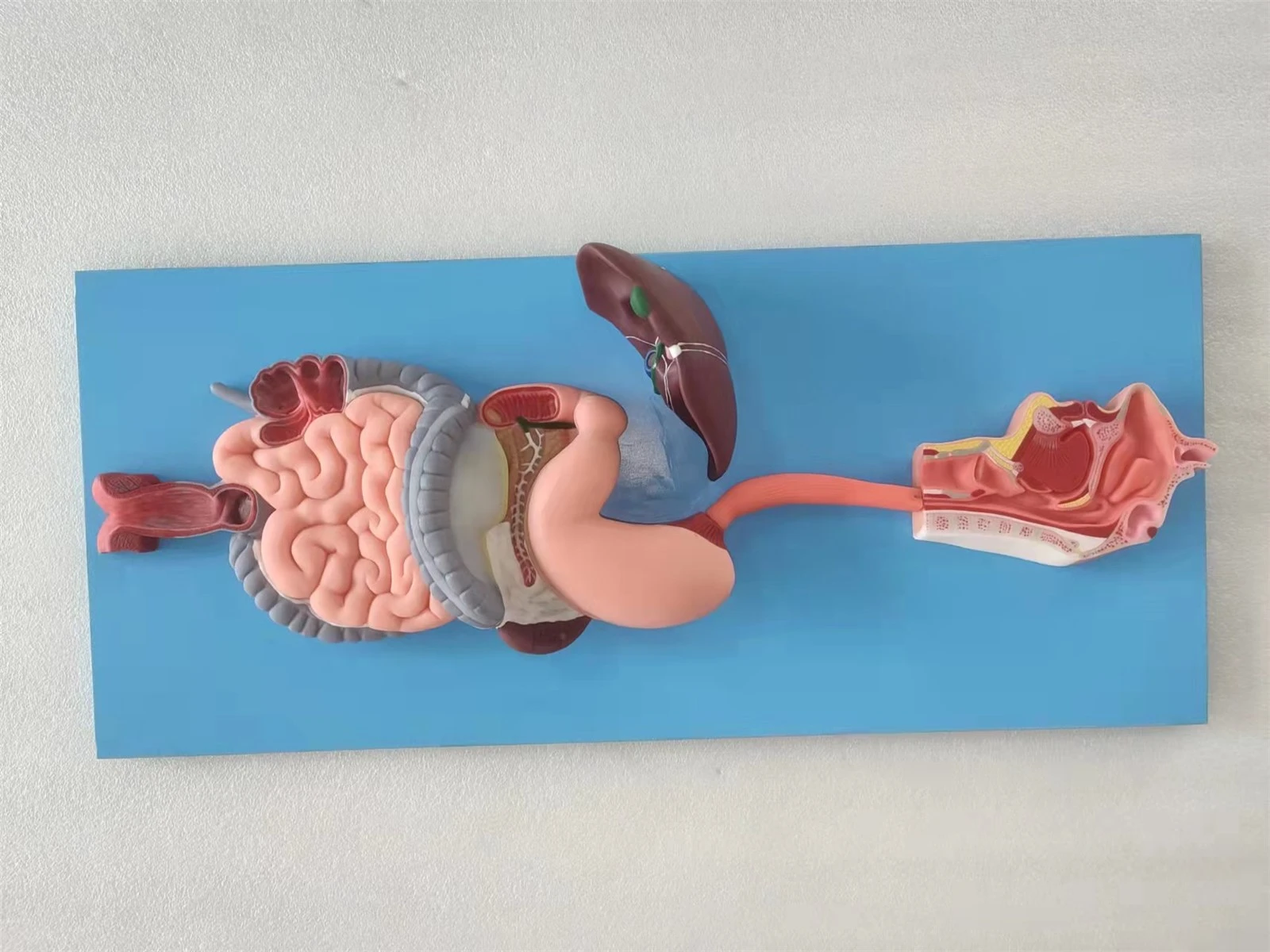 human anatomy model human anatomy model