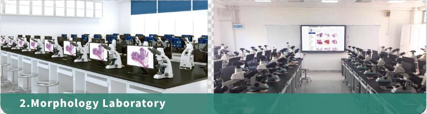 形态学实验室 形态学实验室