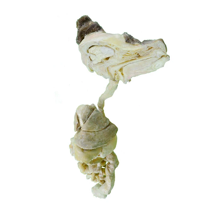 Digestive-System-of-Dog-Plastination-Products-2
