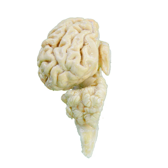 Plasticized-Plastinated-Brain-Hemispheres-of-Cow-4