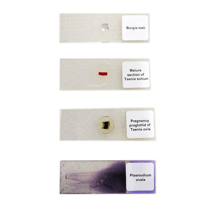 histology slides