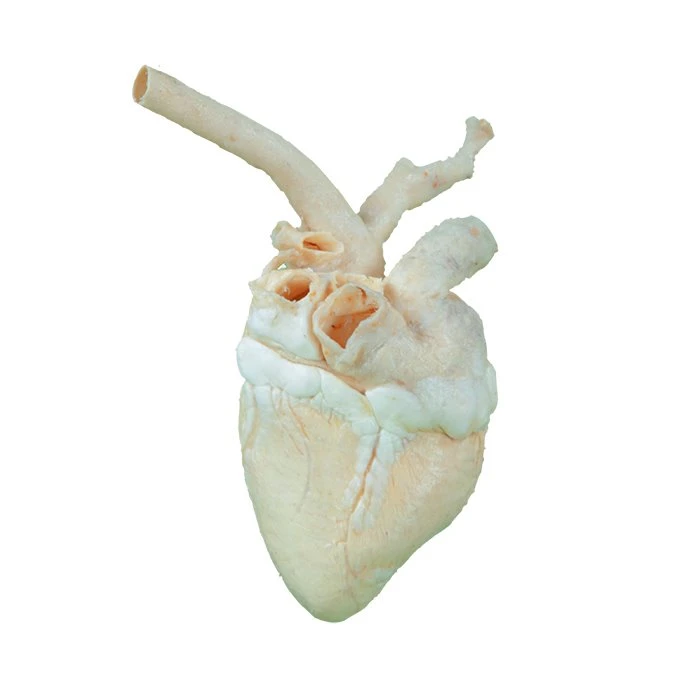 Plastination Jantung Lembu
