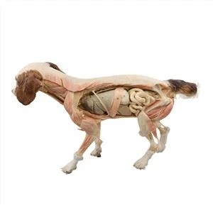 Spesimen Plastinasi Anjing Anatomi