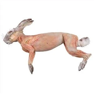 Arnab Plastination