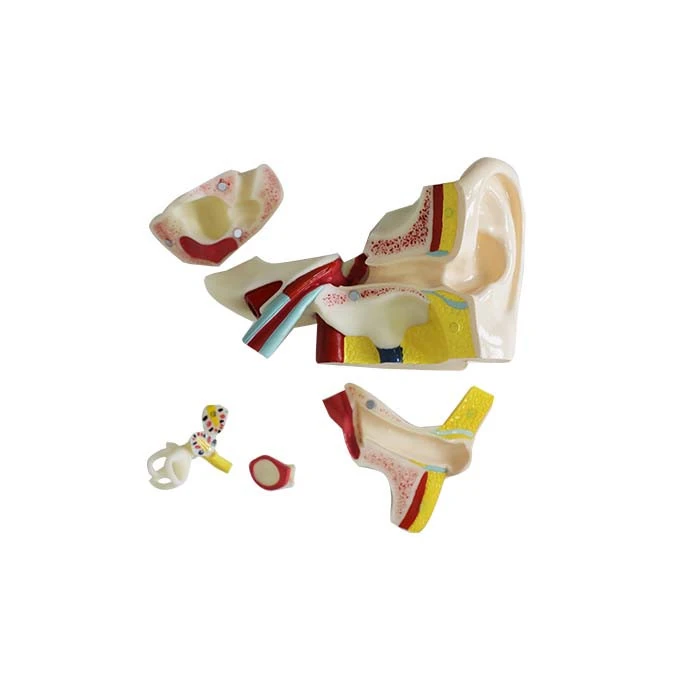 Ear Anatomy Model