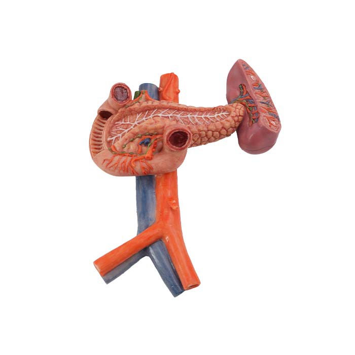 Pancreas Model Anatomy