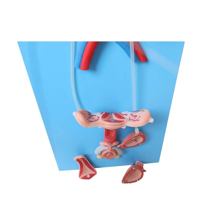 model of female reproductive system