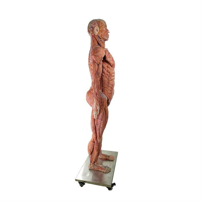 simulation human anatomy model