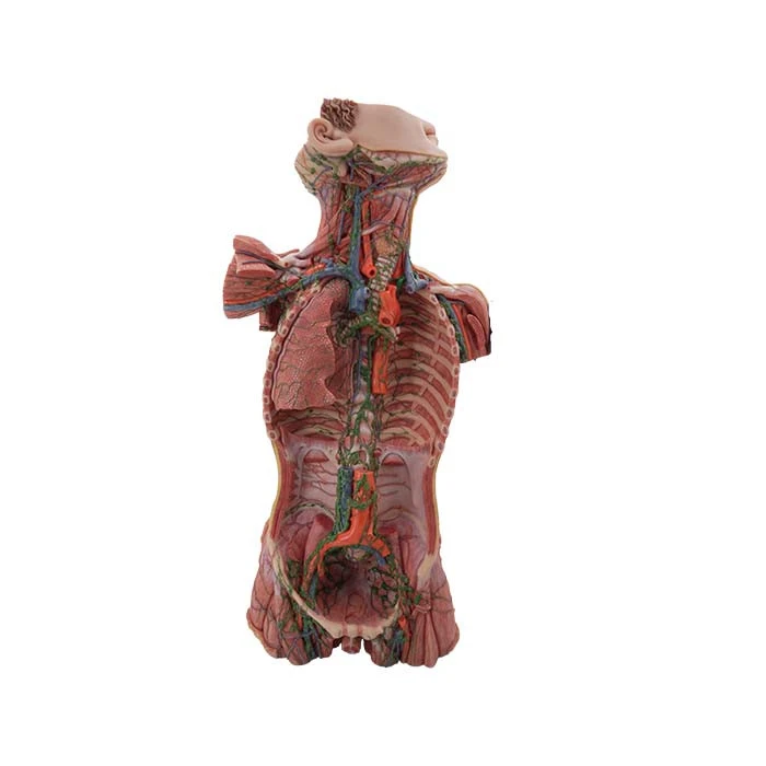 silicone anatomy mannequin