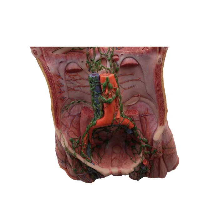 anatomy mannequin for sale