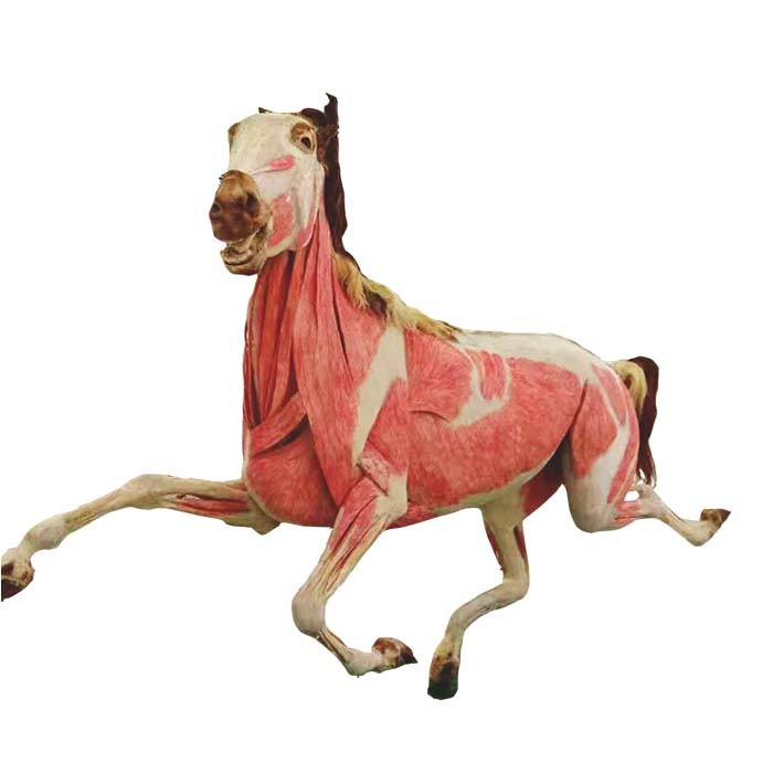 plastinated horse anatomy model