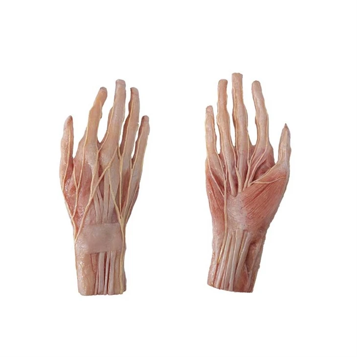 Model otot tangan manusia