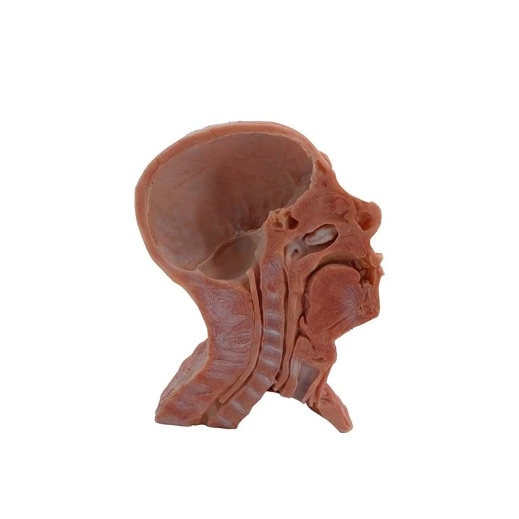 Soft Silicone Sagittal Section of Head and Neck and Facial Nerve Model