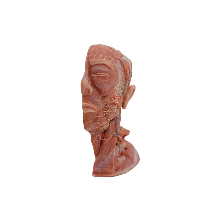 Human Head And Neck Anatomy Model_Meiwo