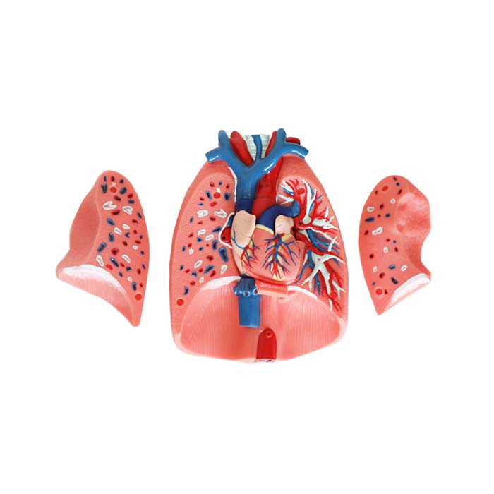 Model Of Heart And Lungs