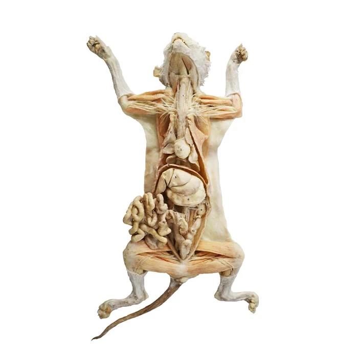 Kucing Plastinated
