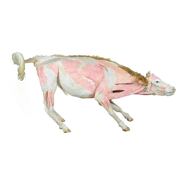 Plastinated Specimen