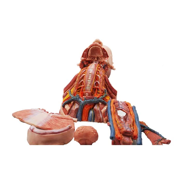meiwo anatomical models for teaching meiwo anatomical models for teaching
