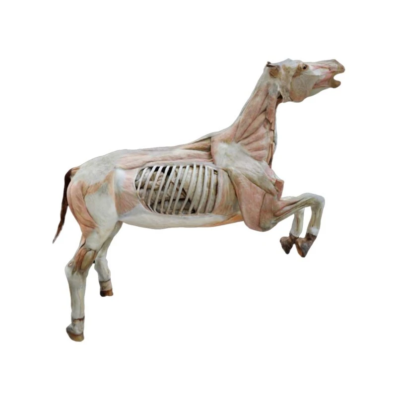 horse specimen horse specimen