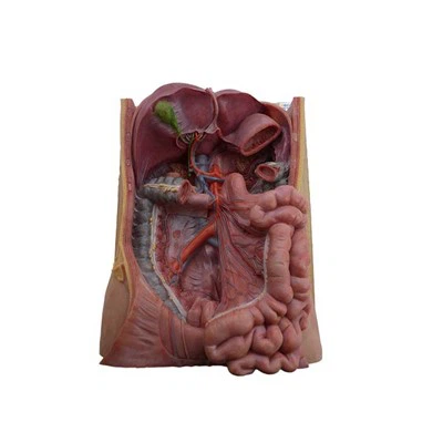 Bolehkah model buah pinggang digunakan untuk tujuan demonstrasi dalam persida...