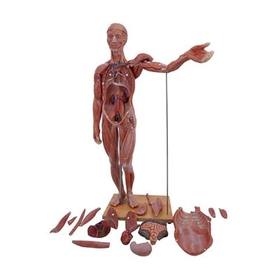 Model Badan Manusia Sains