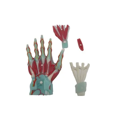 Model Otot Tangan Silikon